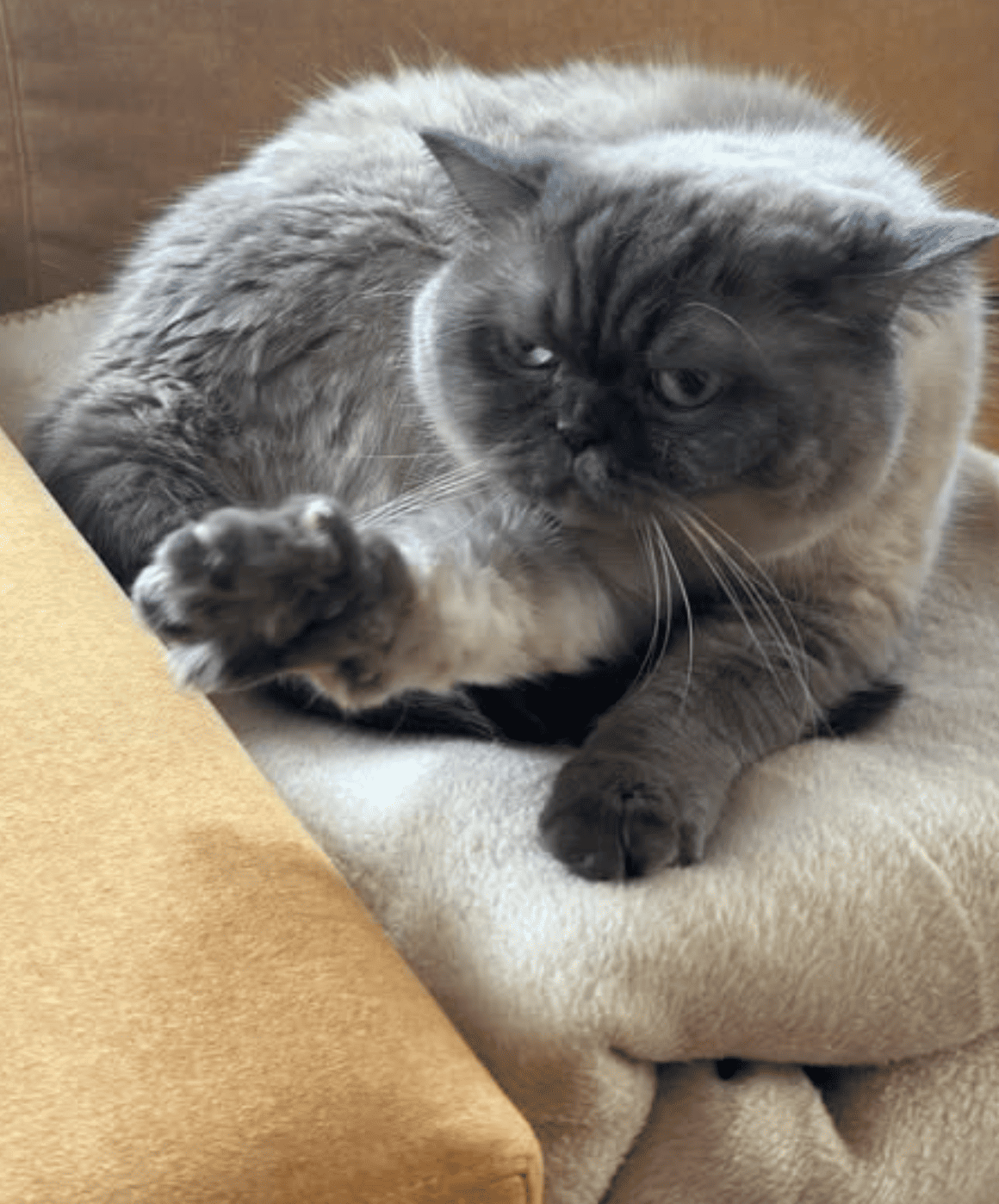 Momo the cat. Apr. 20